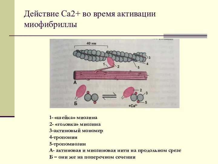 Действие Са2+ во время активации миофибриллы 1- «шейка» миозина 2- «головка»