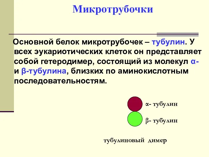 Микротрубочки Основной белок микротрубочек – тубулин. У всех эукариотических клеток он