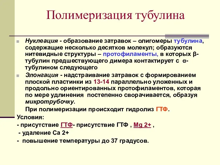 Полимеризация тубулина Нуклеация - образование затравок – олигомеры тубулина, содержащие несколько