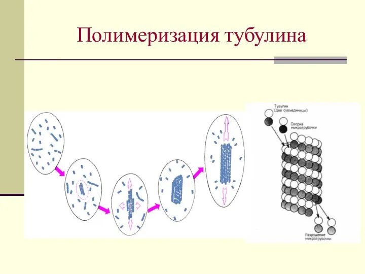 Полимеризация тубулина