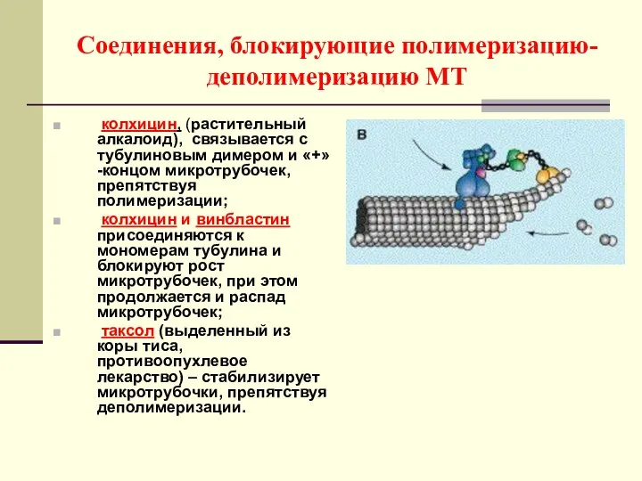 Соединения, блокирующие полимеризацию-деполимеризацию МТ колхицин, (растительный алкалоид), связывается с тубулиновым димером