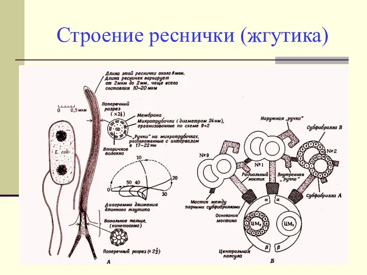 Строение реснички (жгутика)