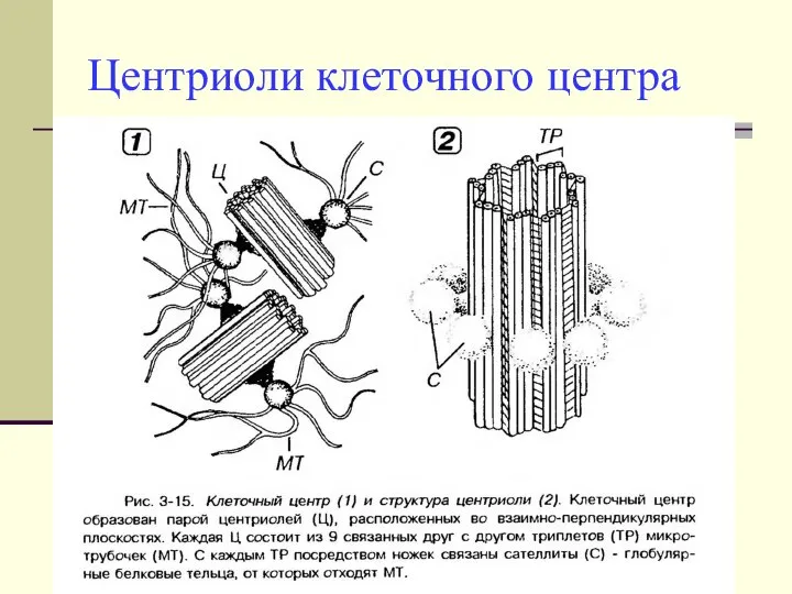 Центриоли клеточного центра