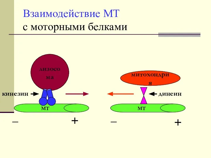 Взаимодействие МТ с моторными белками митохондрия лизосома МТ МТ кинезин динеин _ _ + +