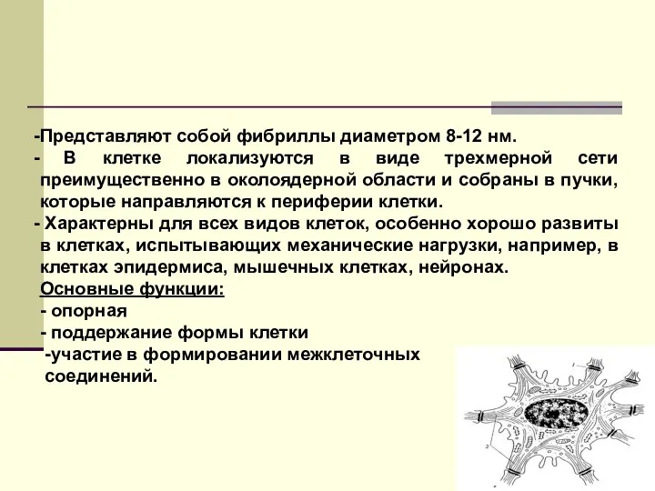 Представляют собой фибриллы диаметром 8-12 нм. В клетке локализуются в виде