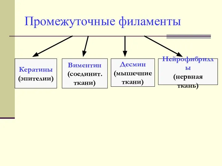 Промежуточные филаменты Кератины (эпителии) Виментин (соединит. ткани) Десмин (мышечние ткани) Нейрофибриллы (нервная ткань)