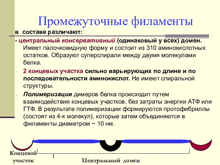 Промежуточные филаменты в составе различают: - центральный консервативный (одинаковый у всех)