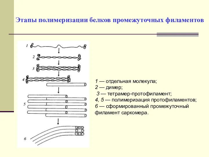 Этапы полимеризации белков промежуточных филаментов 1 — отдельная молекула; 2 —