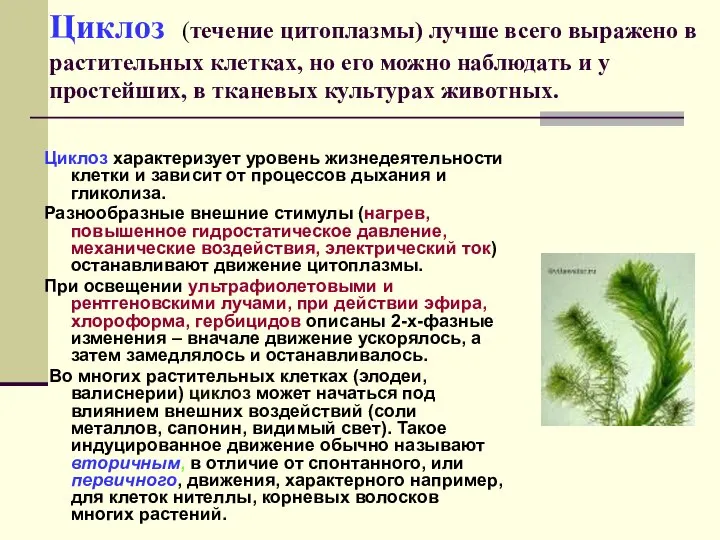 Циклоз (течение цитоплазмы) лучше всего выражено в растительных клетках, но его