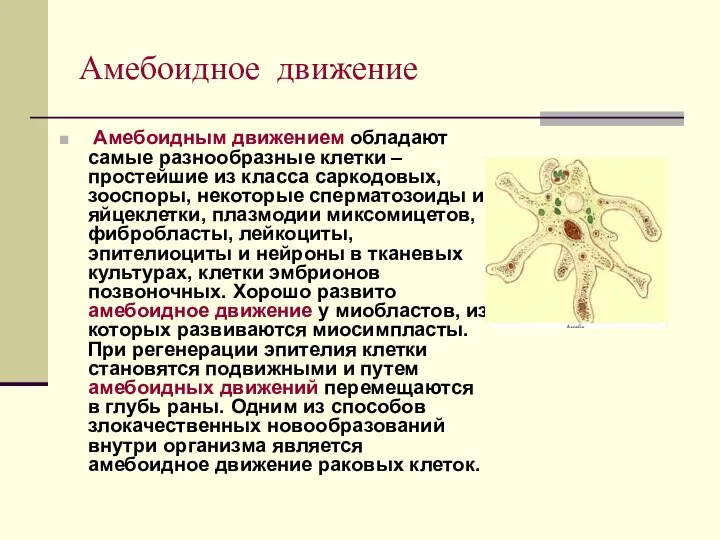 Амебоидное движение Амебоидным движением обладают самые разнообразные клетки – простейшие из