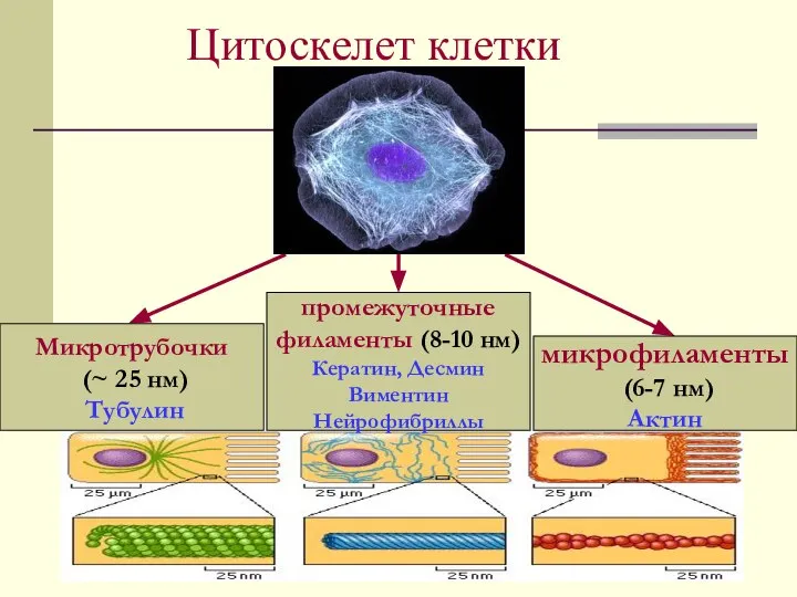 Цитоскелет клетки Микротрубочки (~ 25 нм) Тубулин микрофиламенты (6-7 нм) Актин