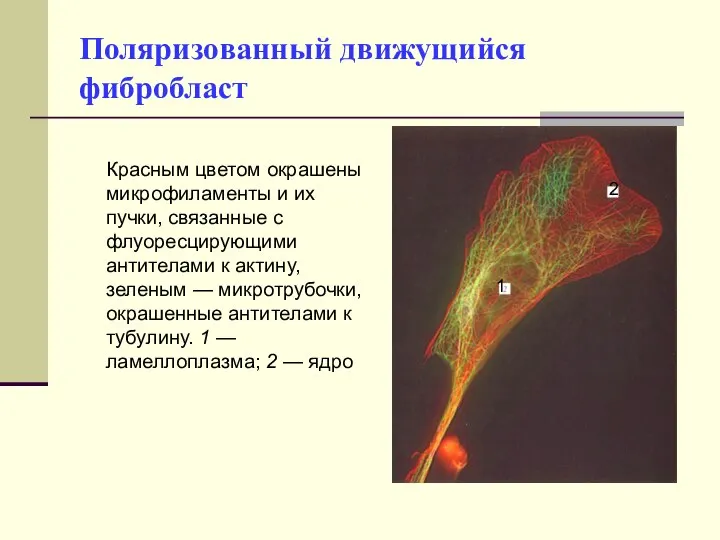 Поляризованный движущийся фибробласт Красным цветом окрашены микрофиламенты и их пучки, связанные