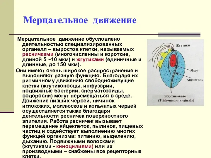 Мерцательное движение Мерцательное движение обусловлено деятельностью специализированных органелл – выростов клетки,