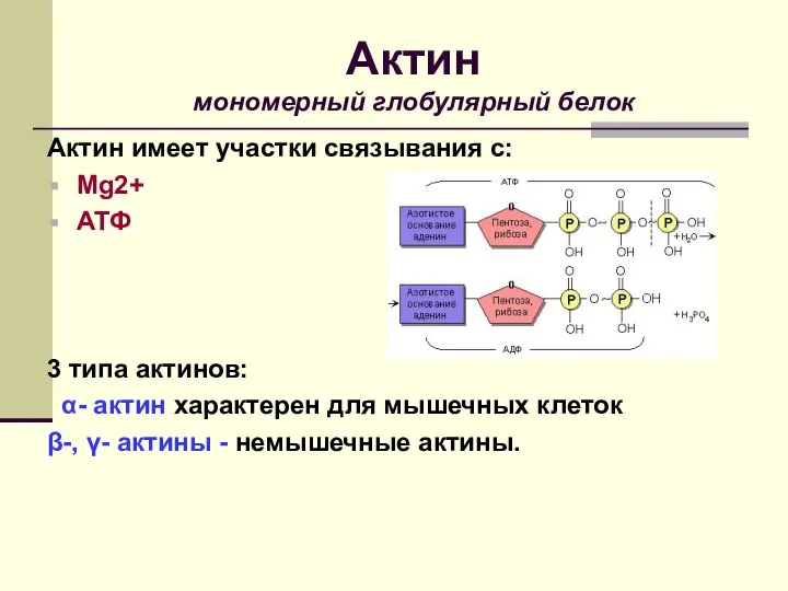 Актин имеет участки связывания с: Mg2+ АТФ 3 типа актинов: α-