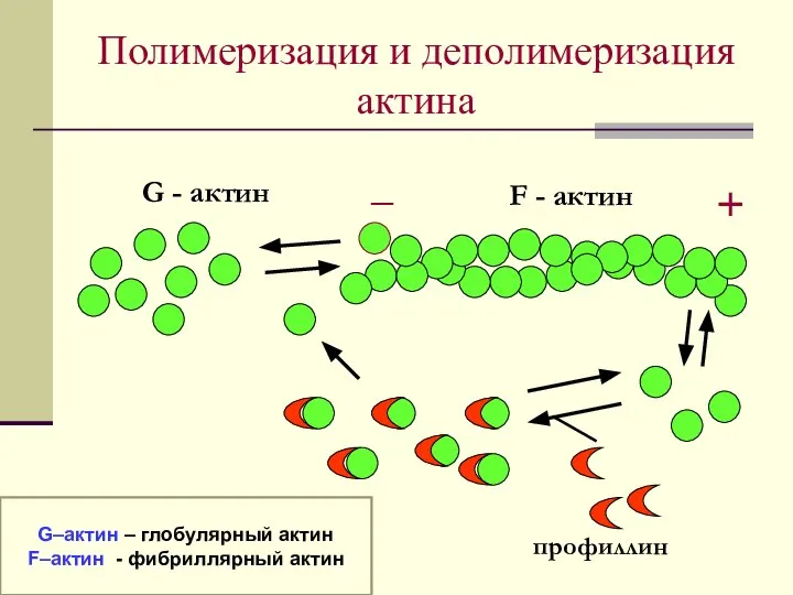 Полимеризация и деполимеризация актина G - актин F - актин _