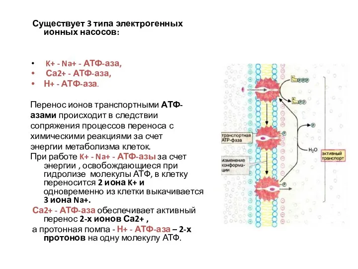 Существует 3 типа электрогенных ионных насосов: K+ - Na+ - АТФ-аза,