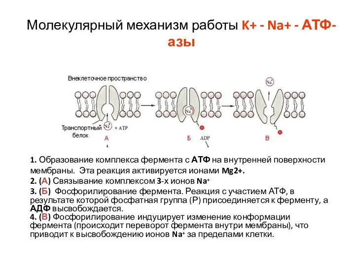 Молекулярный механизм работы K+ - Na+ - АТФ-азы 1. Образование комплекса