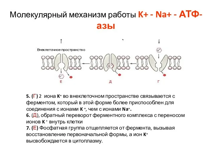 Молекулярный механизм работы K+ - Na+ - АТФ-азы 5. (Г) 2