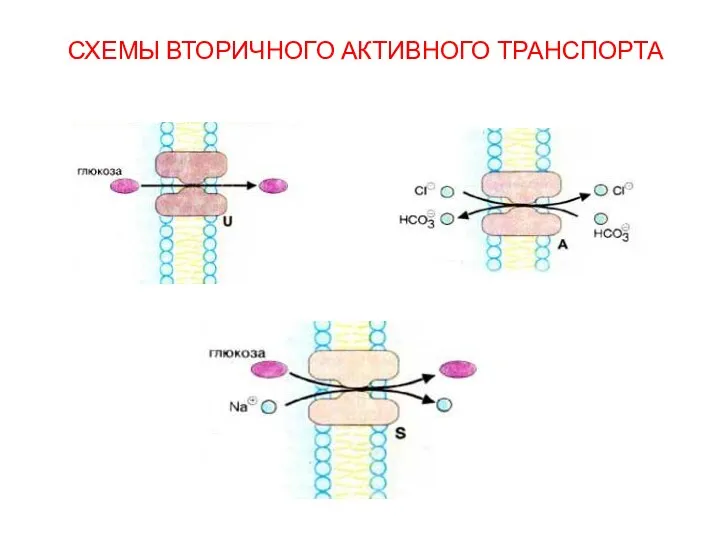 СХЕМЫ ВТОРИЧНОГО АКТИВНОГО ТРАНСПОРТА