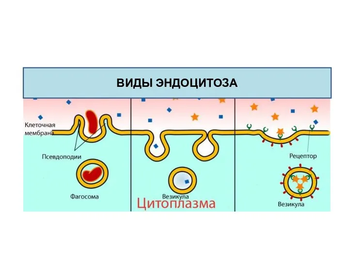 ВИДЫ ЭНДОЦИТОЗА