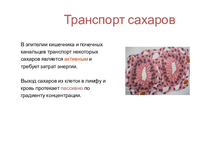 Транспорт сахаров В эпителии кишечника и почечных канальцев транспорт некоторых сахаров