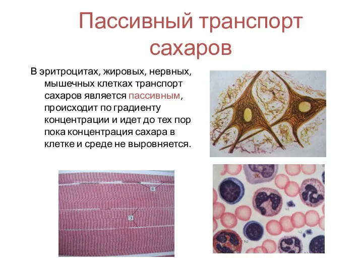 Пассивный транспорт сахаров В эритроцитах, жировых, нервных, мышечных клетках транспорт сахаров