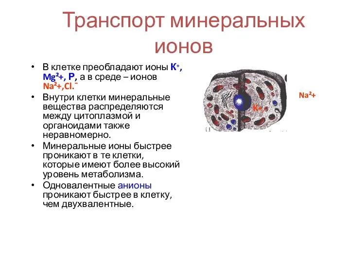 Транспорт минеральных ионов В клетке преобладают ионы К⁺, Mg²+, Р, а