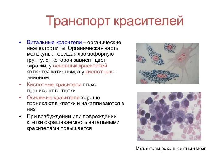 Транспорт красителей Витальные красители – органические неэлектролиты. Органическая часть молекулы, несущая