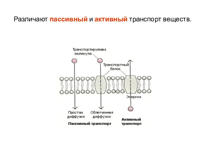 Различают пассивный и активный транспорт веществ.