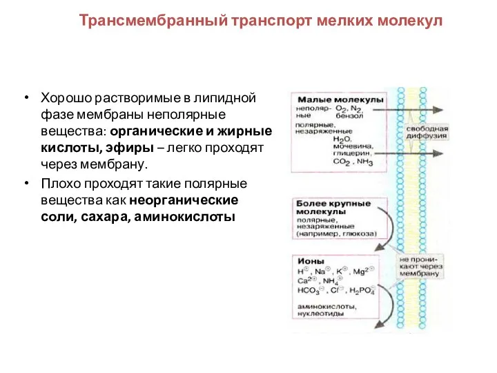 Трансмембранный транспорт мелких молекул Хорошо растворимые в липидной фазе мембраны неполярные