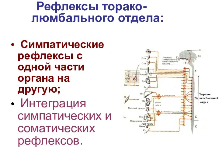 Симпатические рефлексы с одной части органа на другую; Интеграция симпатических и соматических рефлексов. Рефлексы торако-люмбального отдела: