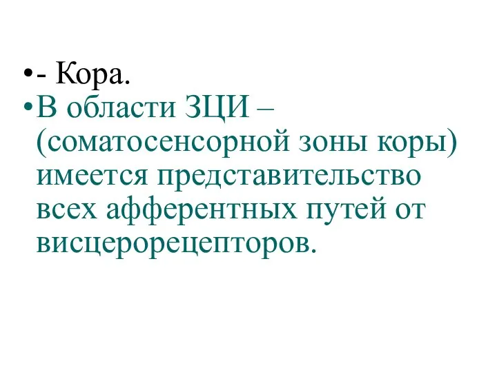 - Кора. В области ЗЦИ – (соматосенсорной зоны коры) имеется представительство всех афферентных путей от висцерорецепторов.