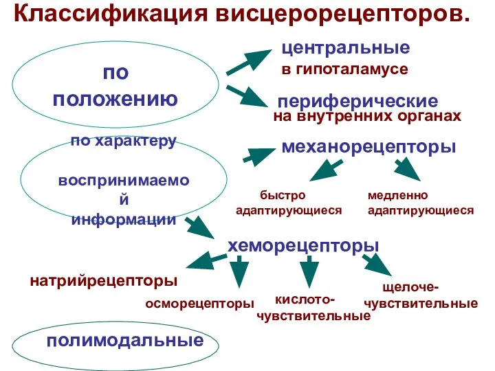 по положению центральные в гипоталамусе периферические на внутренних органах по характеру