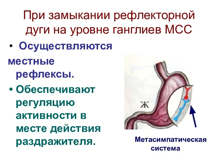 При замыкании рефлекторной дуги на уровне ганглиев МСС Осуществляются местные рефлексы.