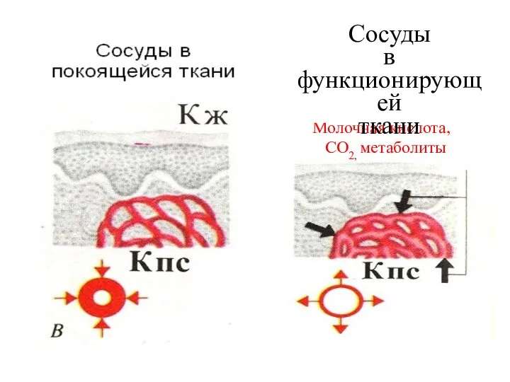 Молочная кислота, СО2, метаболиты Сосуды в функционирующей ткани