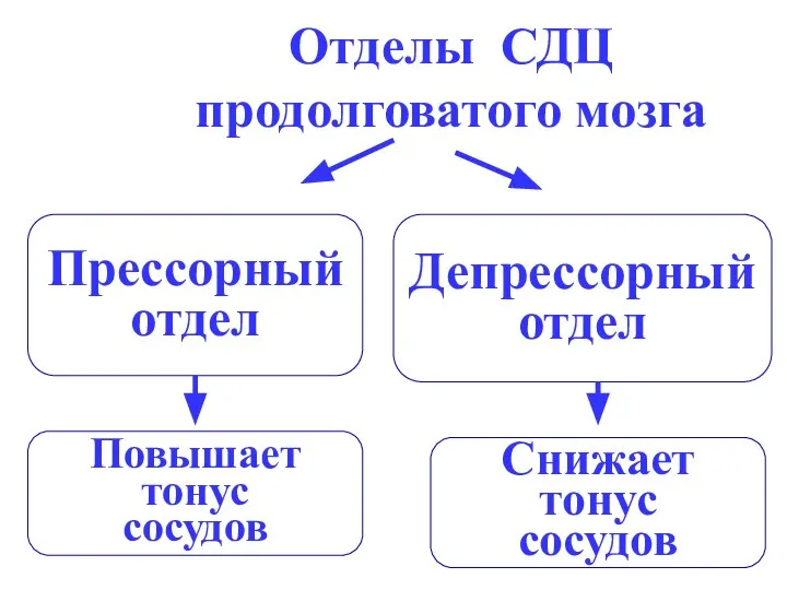 Отделы СДЦ продолговатого мозга Прессорный отдел Депрессорный отдел Повышает тонус сосудов Снижает тонус сосудов