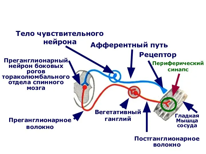 Рецептор Афферентный путь Тело чувствительного нейрона Преганглионарный нейрон боковых рогов тораколюмбального