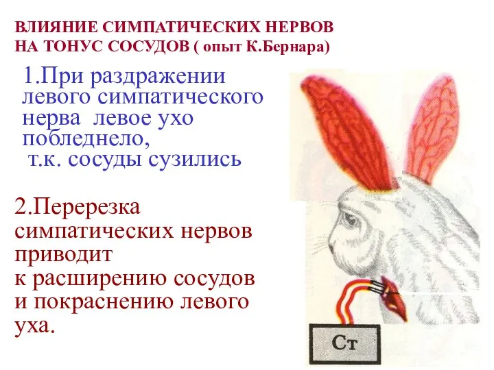 ВЛИЯНИЕ СИМПАТИЧЕСКИХ НЕРВОВ НА ТОНУС СОСУДОВ ( опыт К.Бернара) 1.При раздражении