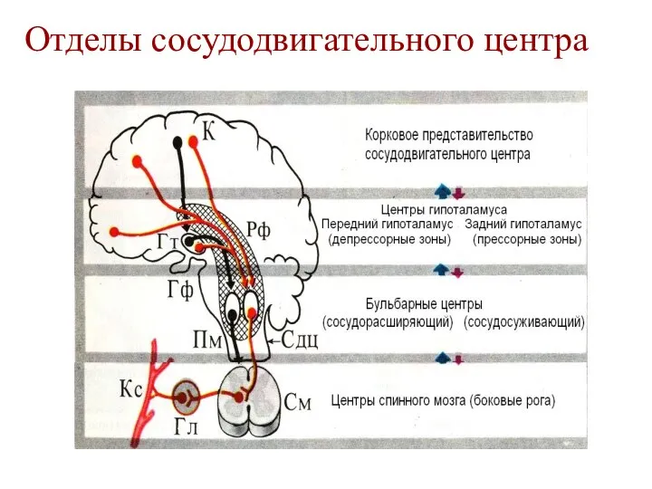 Отделы сосудодвигательного центра