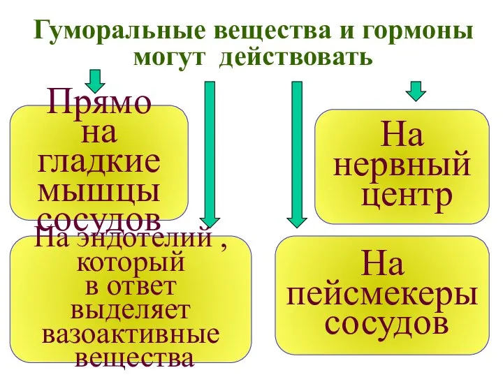 Гуморальные вещества и гормоны могут действовать Прямо на гладкие мышцы сосудов