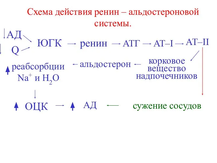 Схема действия ренин – альдостероновой системы. АД Q ЮГК ренин АТГ