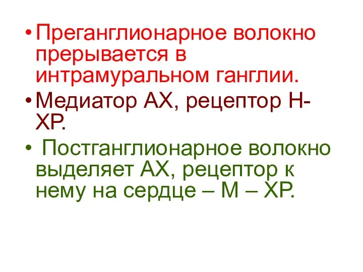 Преганглионарное волокно прерывается в интрамуральном ганглии. Медиатор АХ, рецептор Н-ХР. Постганглионарное