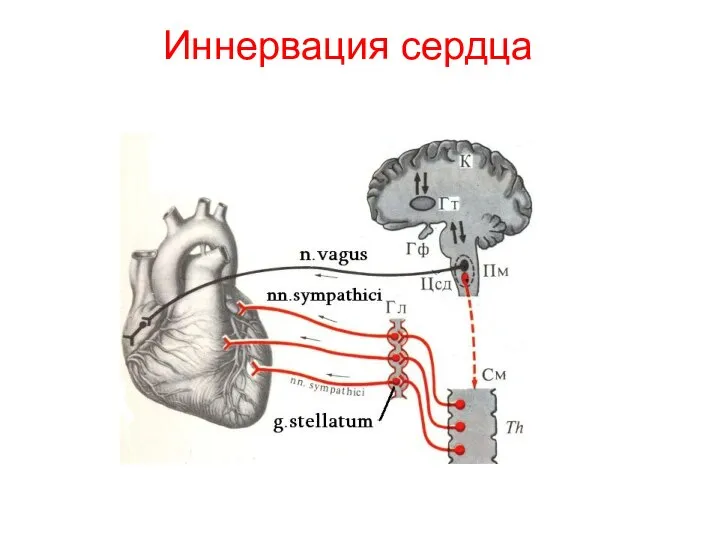 Иннервация сердца