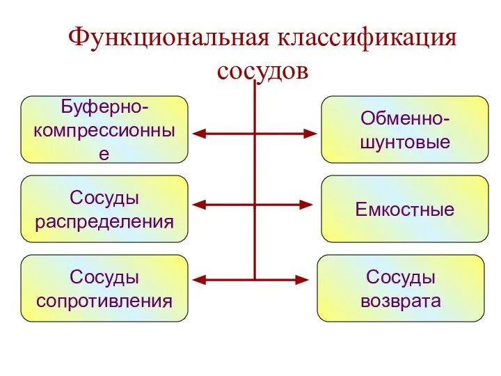 Функциональная классификация сосудов Буферно- компрессионные Сосуды распределения Сосуды сопротивления Обменно- шунтовые Емкостные Сосуды возврата