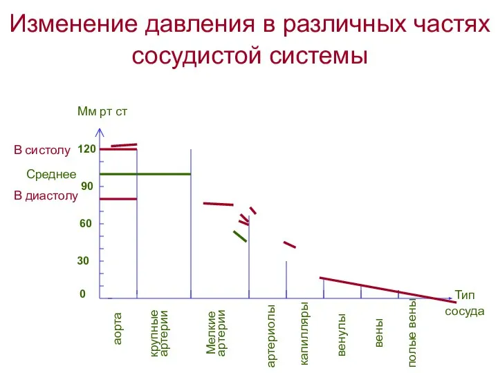 Изменение давления в различных частях сосудистой системы 0 30 60 90