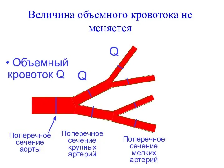 Поперечное сечение аорты Q Q Поперечное сечение крупных артерий Поперечное сечение