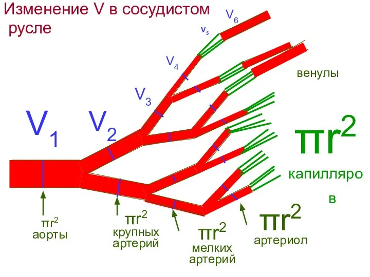 Изменение V в сосудистом русле πr2 аорты V1 V2 V3 πr2