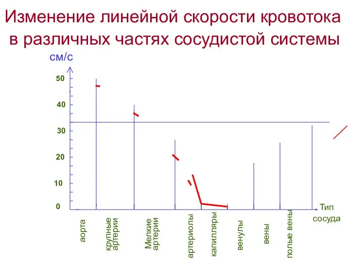 Изменение линейной скорости кровотока в различных частях сосудистой системы 0 10