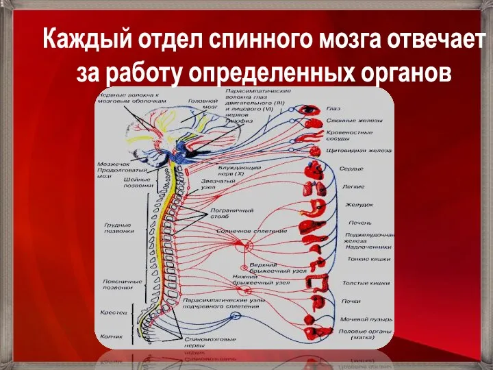 Каждый отдел спинного мозга отвечает за работу определенных органов