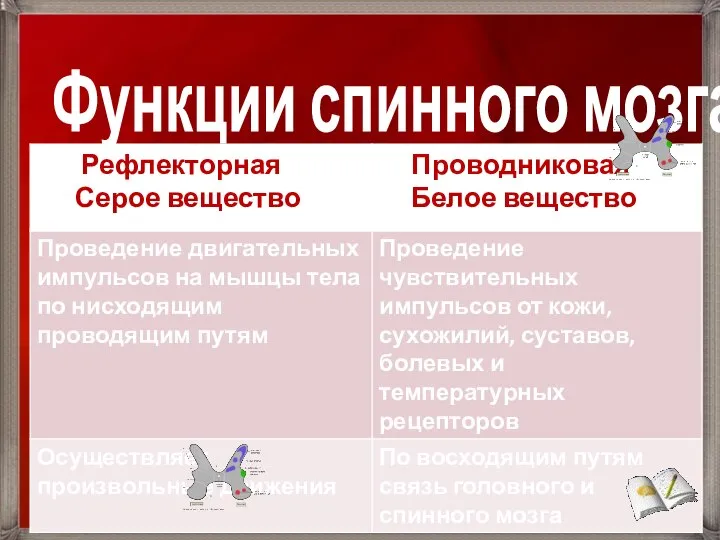 Функции спинного мозга